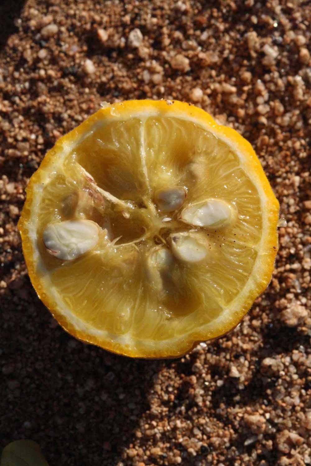            Fruit cross-section (Riverside, CA)   